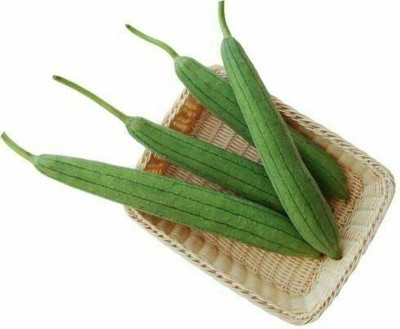 CYBEXIS KGF -54 - Luffa (Sponge Gourd) - (100 Seeds) Seed(100 per packet)