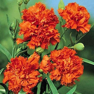 CYBEXIS Dianthus Divine Flower Perennial Plant Seed(50 per packet)