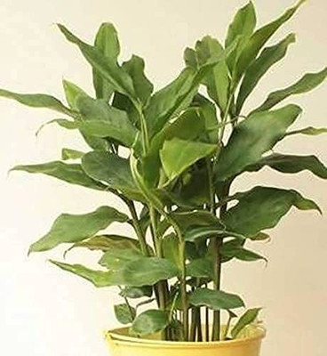 CYBEXIS GBPUT-44 - Chota Elach -Cardamom -Veldode -Yallaki -EalaChai - (180 Seeds) Seed(180 per packet)