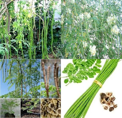 ibains Drumstick seeds for terrace garden bij 13 Seed(13 per packet)