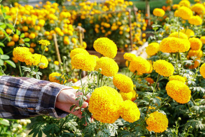 Greenlive traders marigold/gende ka phool flower seeds Seed(50 per packet)