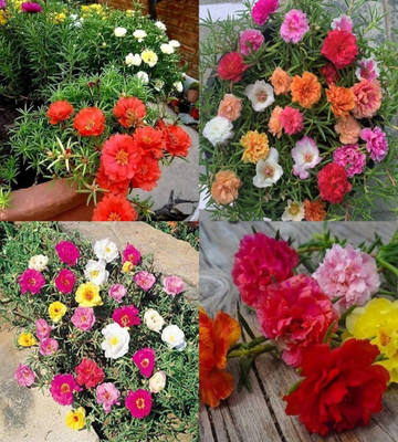 ibains portulaca seeds for planting bij 70 Seed(70 per packet)
