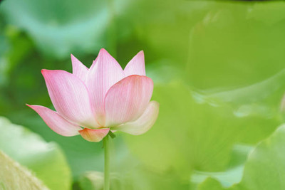 VNR lotus,kamal gatta Seed(15 per packet)
