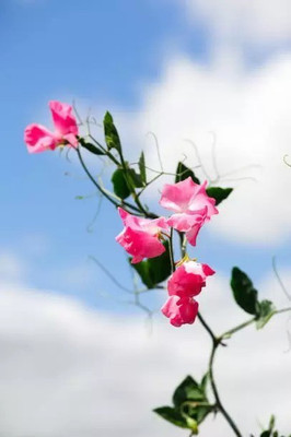 MAA Sweet Pea Seed(27 per packet)