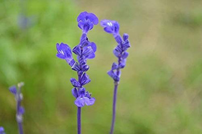 CYBEXIS VXI-2 - Blue Bedder Sage Salvia farinacea - (1350 Seeds) Seed(1350 per packet)