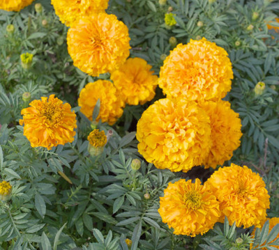 ASTRO HUB marigold/gende ka phool flower seeds Seed(50 per packet)