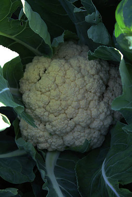 NatureForest white cauliflower,gobhee seeds Seed(50 per packet)