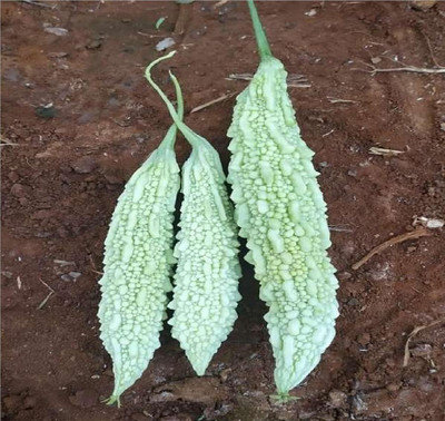 CRGO KARELA , BITTERGOURD Seed(80 per packet)