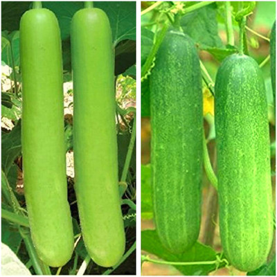KNESSiN Hybrid Combo Lauki Bottle Gourd & Kheera Cucumber Seeds Seed(50 per packet)