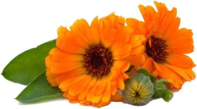 CRGO CALENDULA Seed(25 per packet)