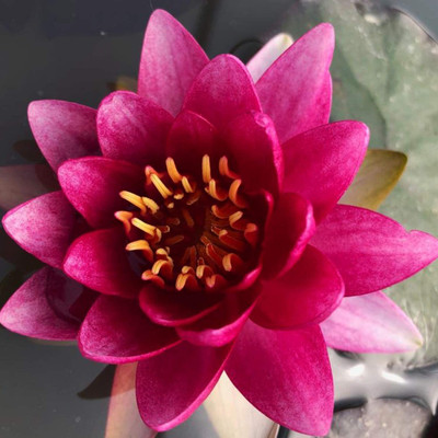 VibeX LX-64 - Viable Aquatic Water Lily/Lotus - (30 Seeds) Seed(30 per packet)