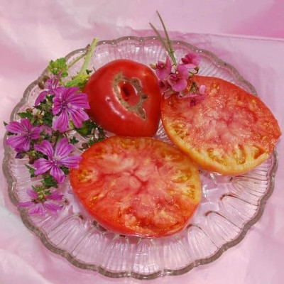 KNESSiN Heat Tolerant Brandywine Sudduths Strain Tomato Seeds for Garden - (400 Seeds) Seed(400 per packet)