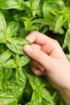Quentova BASIL, ITALIAN LARGE LEAF-KTL Seed(250 per packet)