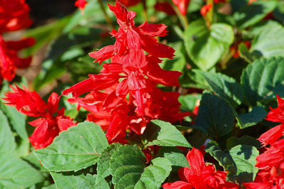Epazo Salvia Mix Flower Seed(60 per packet)
