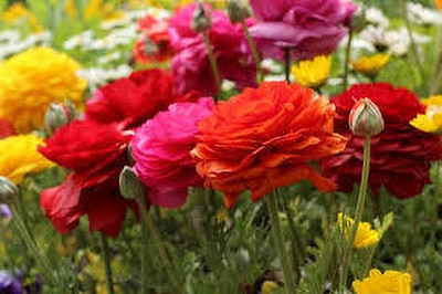 ibains Moss rose seed Seed(37 per packet)