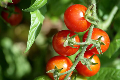 AtoZprintshop tomato Seed(135 per packet)