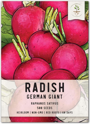 CYBEXIS XL-80 - German Giant Radish - (750 Seeds) Seed(750 per packet)