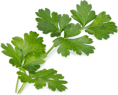 CYBEXIS NDIR-17 - Giant Italian Parsley - (2250 Seeds) Seed(2250 per packet)