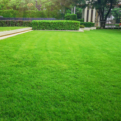 PMA Maxican Carpet Grass Seeds, Organic Seeds For Garden Seed(9000 per packet)