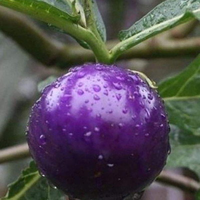 CYBEXIS Hybrid Purple Tomato Seed 2000 Seeds Seed(2000 per packet)