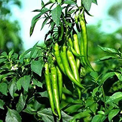wequality Green /black chili pepper for home gardening plant seeds Seed(90 per packet)