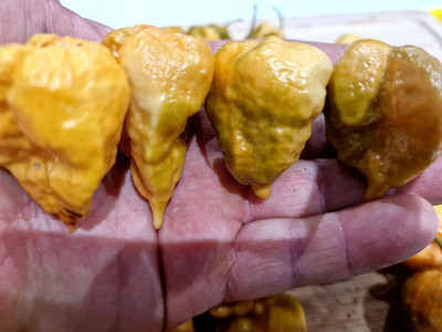 KNESSiN Heirloom Golden Reaper Chilli Seeds for Home Gardening-(1200 Seeds) Seed(1200 per packet)