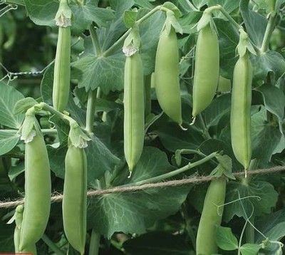 KANAYA Vegetable Seeds Garden Pea Matar Organic Seed(120 per packet)