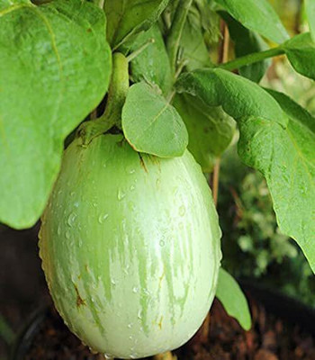 WILLVINE PUAS-419 Brinjal Green Round F1 Hybrid Seed(200 per packet)