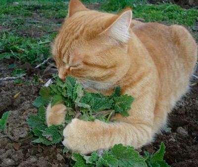 VibeX ATS-16 - Catnip (Nepeta cataria) - (4500 Seeds) Seed(4500 per packet)