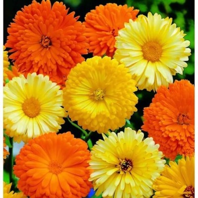 GREENSEA Calendula Flower Seed(20 per packet)