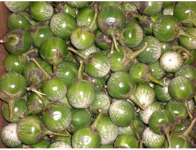 XOLDA Organic Brinjal green round Seed(11 per packet)