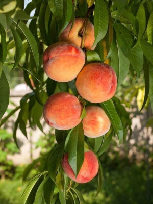 Aywal Peach Fruit Seed(9 per packet)