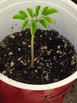 VibeX ® VMR-3 Moringa Seeds|High Yield Seed(100 per packet)