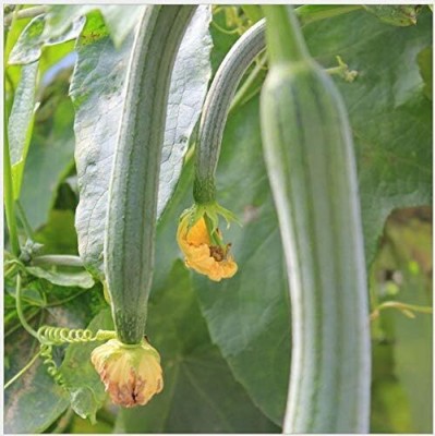 Qualtivate GBPT-5A Luffa (Sponge Gourd)Seeds Seed(50 per packet)