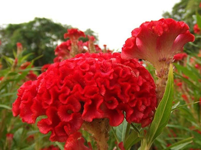 Aywal Cockscomb flower Mix Color Seed(90 per packet)