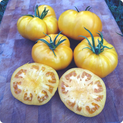 Mozette Organic Yellow tomato Vegetable Seed(20 per packet)