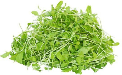 CYBEXIS GREEN MUSTARD MICROGREEN SEEDS700 Seeds Seed(700 per packet)