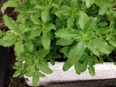 VibeX ® LXI-11 Basil, Sweet Dani Herb Seeds Seed(1000 per packet)
