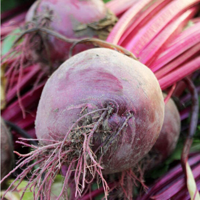 CYBEXIS Hybrid Beetroot Seeds Easy-to-Care Variety2000 Seeds Seed(2000 per packet)