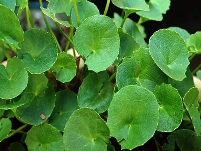 BDSresolve Centella Plant(Hybrid, Pack of 2)