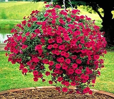 Aywal Petunia Multiflora Star Seed(80 per packet)