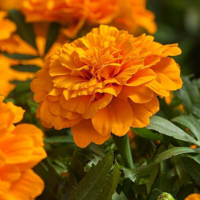 Avysa French Marigold Hybrid Seeds For Roof Garden Container Garden Orange Seed(500 per packet)