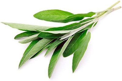 CYBEXIS LX-98 - Sage - Broad Leaf - (1350 Seeds) Seed(1350 per packet)