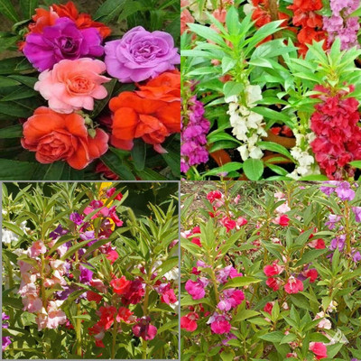 ibains Balsam mix flower seeds garden bij 20 Seed(20 per packet)