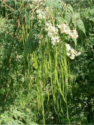 Gitanjali moringa / PKM1/Drumstick/horseradishtree 20 PIC Seed(20 per packet)