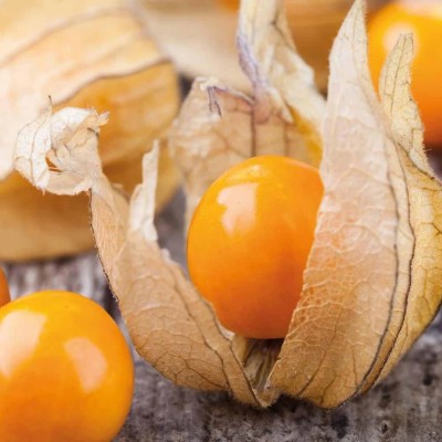 Quentova Wild golden gooseberry fruit seeds Seed(100 per packet)