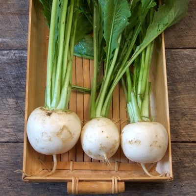 Quentova Shogoin Turnip White-XLR-11B Seed(200 per packet)