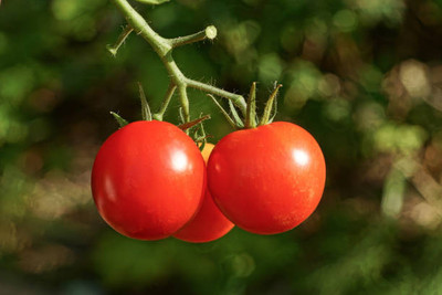 OMOM tomato Seed(140 per packet)
