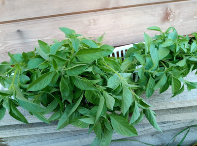 WILLVINE GBPUT-23 Lemon Basil (Ocimum basillicum citriodorum) Seed(1000 per packet)