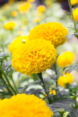Sakshi Farms marigold/gende ka phool flower seeds Seed(50 per packet)